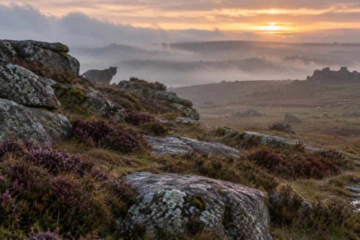 The Beast of Bodmin Moor: Big-Cat Reports Without a Specimen feature image