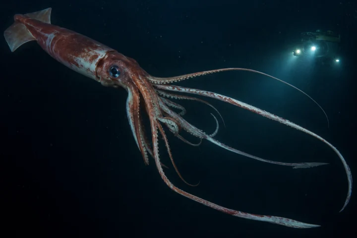 The Giant Squid: How a Sea Monster Became a Measured Animal feature image