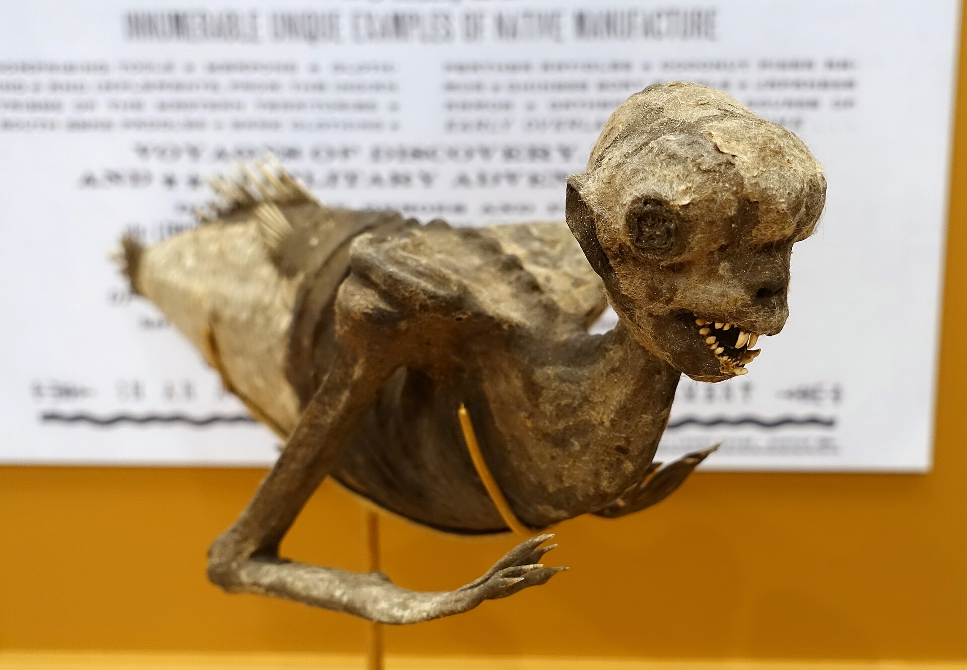 The papier-mache Feejee Mermaid specimen associated with the exhibit shown at Barnum's American Museum in 1842, now photographed at Harvard's Peabody Museum.