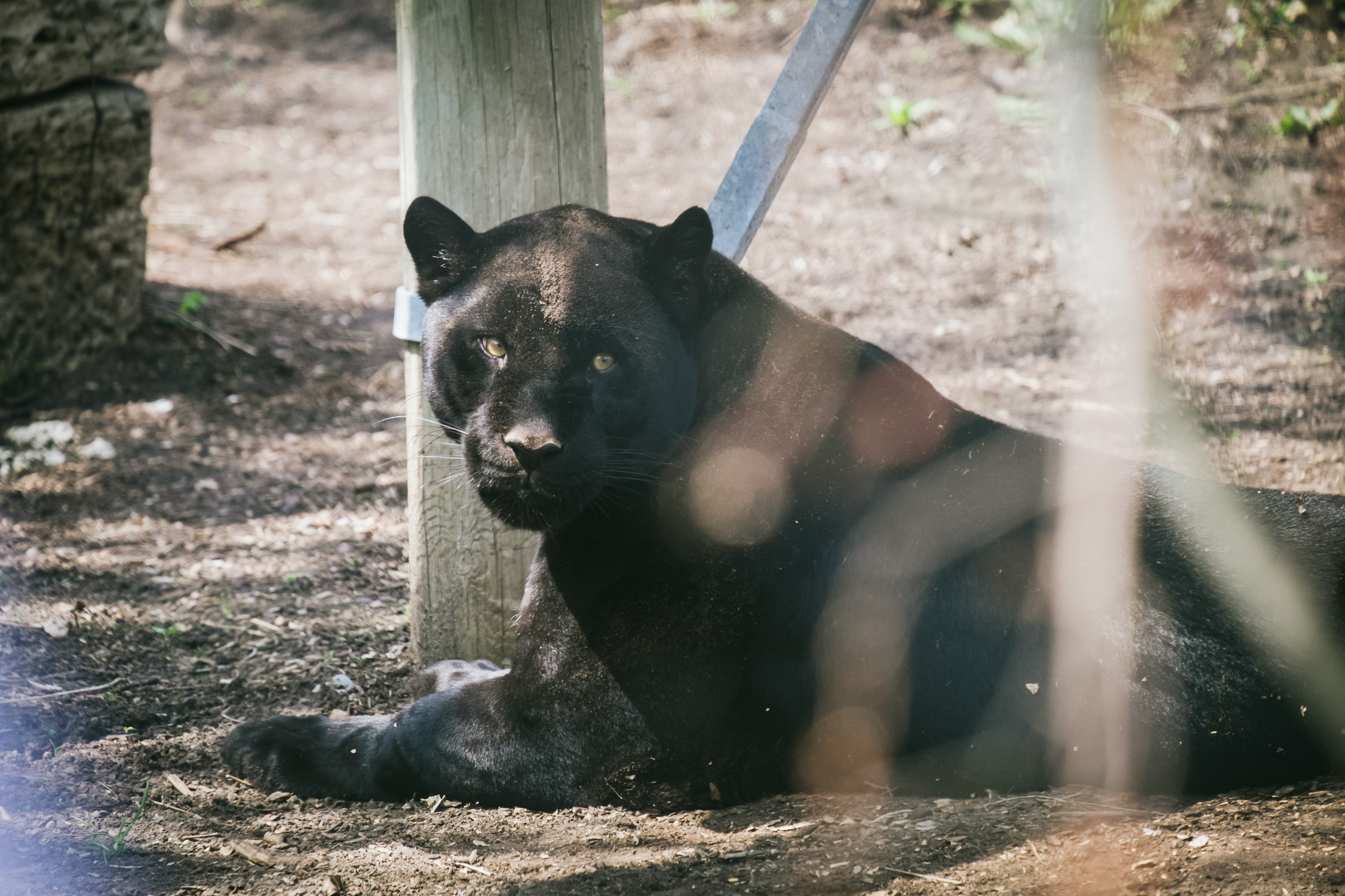 A melanistic jaguar photographed at Toronto Zoo. It is included as a visual comparison for the size, colour and body shape witnesses may mean by black panther; it is not evidence of a wild British cat.