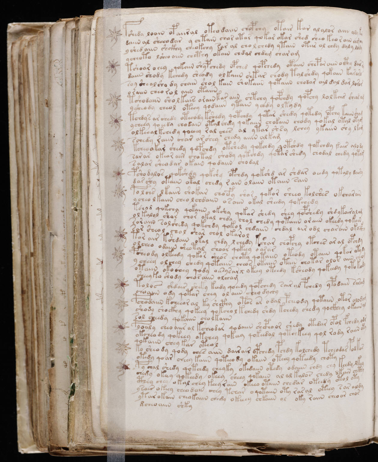 A text-heavy folio from the Voynich Manuscript, showing the recurring script and marginal star-like marks.